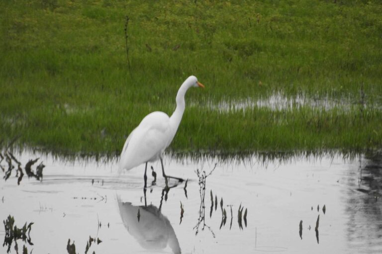 Water Management on the Greenway