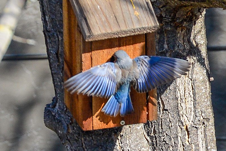 Oak Titmice defending against bluebirds