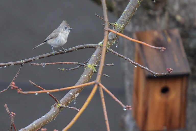 Greenway Feathered Neighbors