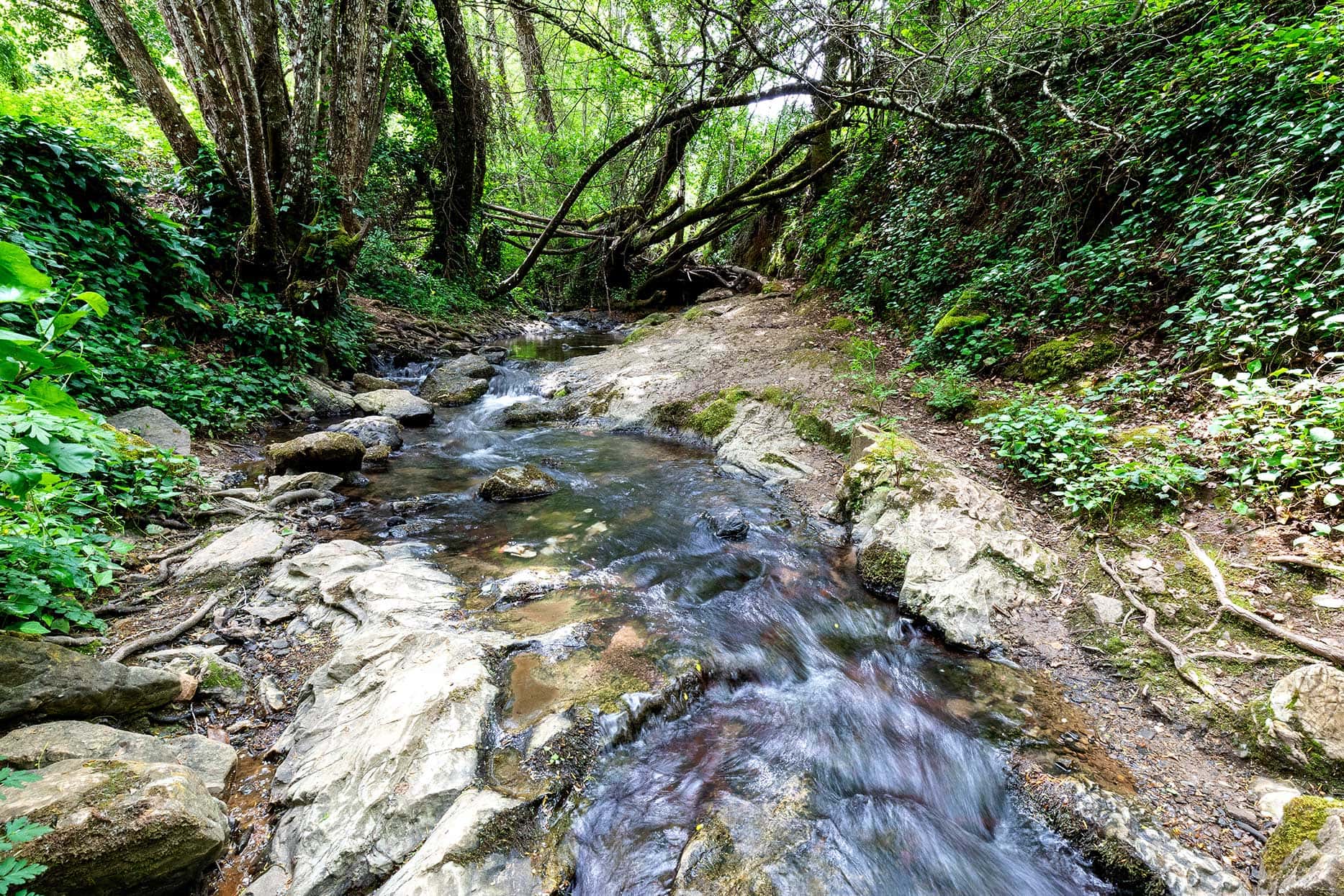 Image of stream with greenery and trees