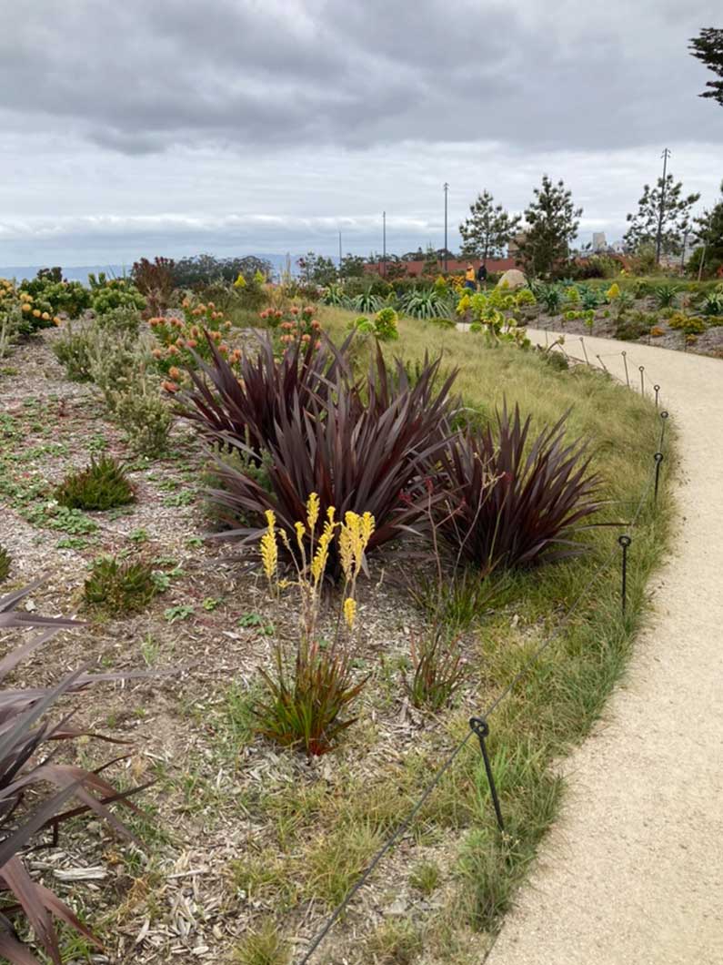 Tunnel Tops native plants at the Presidio San Francisco