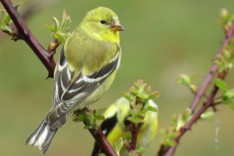 Photo of American Goldfinch on branch of tree