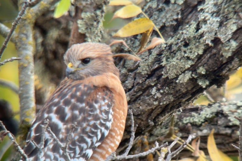 Photo of red shouldered hawk in tree