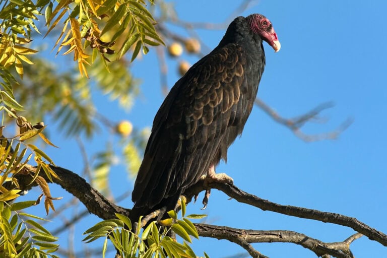Birding on the Southeast Greenway