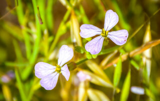 Close up photo of wildflower found on Southeast Greenway in Santa Rosa