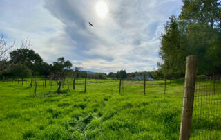 Photo of Southeast Greenway property with hawk flying in the sky