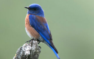 Photo of male Western Bluebird on branch