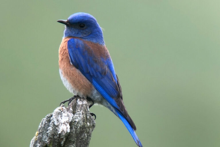 Birdwatching on the Greenway