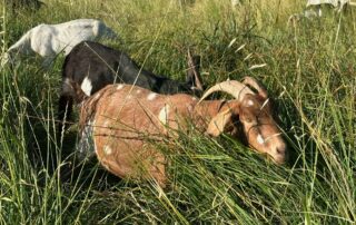 Goats grazing on Southeast Greenway property for weed abatement