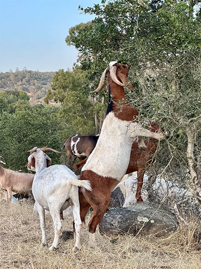 Goats feeding on lower branches of tree with large goat in foreground reaching high up in tree