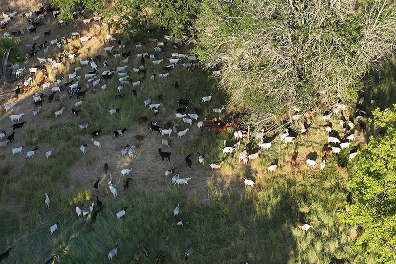 Drone view of hundreds of goats grazing on Southeast Greenway property