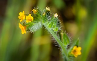 Close up photo of yellow wildflower on Southeast Greenway