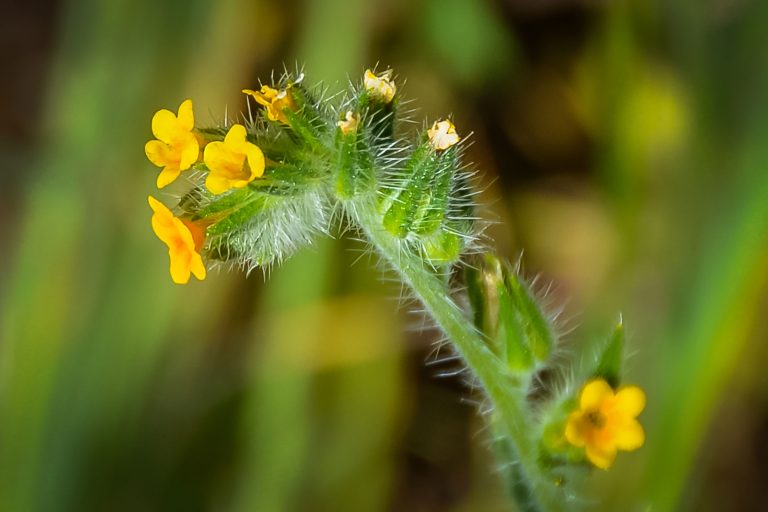 BioBlitz on the Southeast Greenway