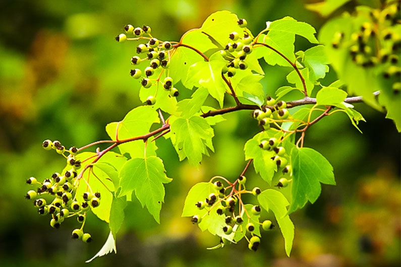 Close up photo of green tree branch with small dark berries on branches