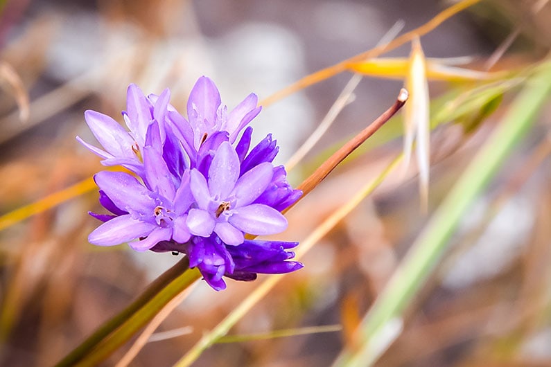 Close up photo of purple wildflower found on the Southeast Greenway
