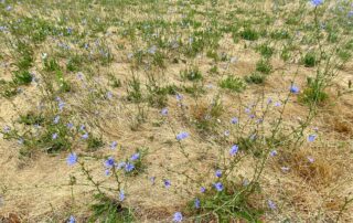 Close up photo of purple wildflowers among the dry grasses on the Southeast Greenway