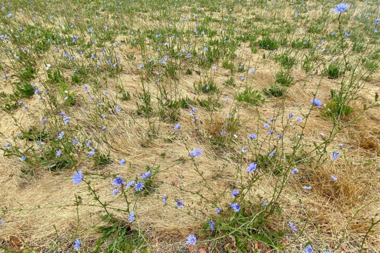 A Volunteer Perspective