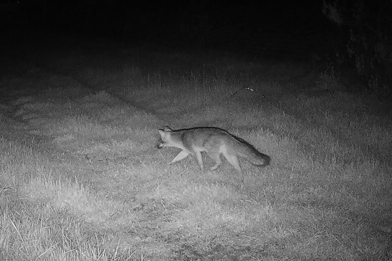 Night time image of coyote from wildlife camera on Southeast Greenway