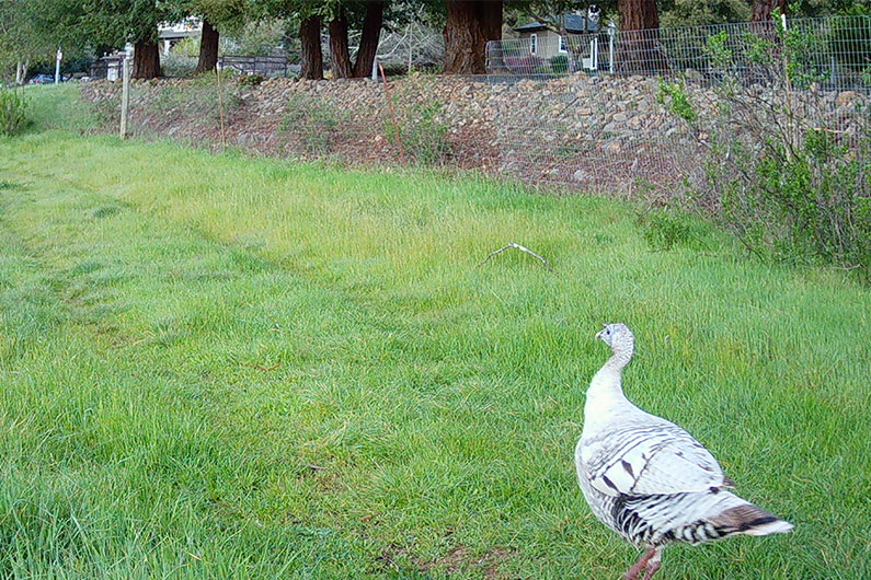 Daytime image of wild turkey from wildlife camera on Southeast Greenway
