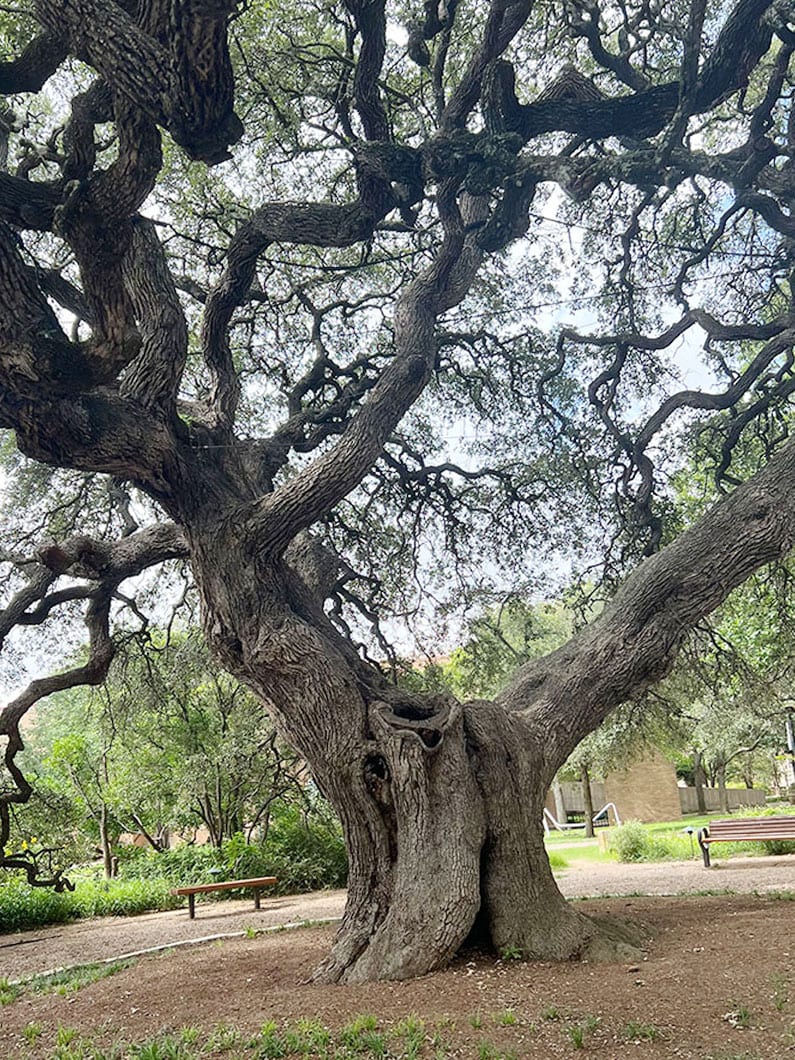 Oak tree preserved in downtown Austin Texas